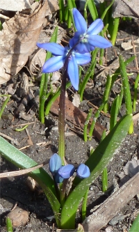 Photo de scille de Sib�rie - Scilla siberica