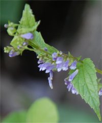 Photo de fleurs de scutellaire lat�riflore - Scutellaria lateriflora