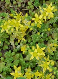Photo de poivre de muraille - Sedum acre