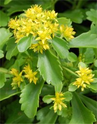Photo de s�dum florif�re - Sedum floriferum