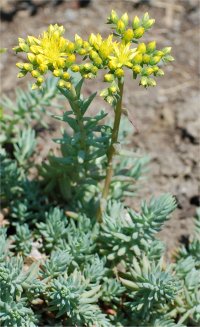 Photo de fleurs d'orpin r�fl�chi - Sedum reflexum
