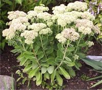 Sedum spectabile - Photo de l'Orpin remarquable