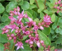 Sedum spurrium tricolor - Photo de fleurs d'Orpin du caucase