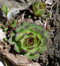 Photo de sempervivum tectorum - Joubarbe des toits