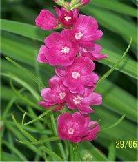 Sidalcea malviflora oregana - Photo de fleurs Sidalc�e malvac�e