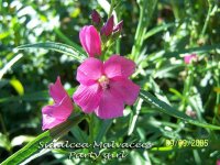 Sidalcea malviflora - Photo d'une Sidalc�e malvac�e