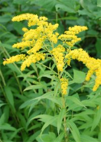 Photo de verge d'or du Canada - Solidago canadensis