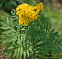 Photo de tanaisie vulgaire - Tanacetum vulgare