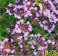 Thymus praecox-coccineus - Image de thym rampant