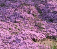 Thymus serpyllum - Photo de thym serpolet