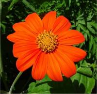 Photo de Tournesol Mexicain - Tithonia rotundifolia