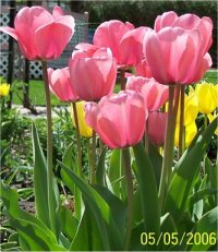 Tulipa hybrida Menton - Photo de Tulipes