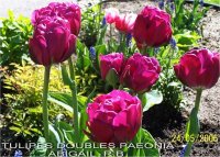 Tulipa paeonia abigai - Image de Tulipe