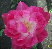 Tulipa paeonia angelique - Tulipe