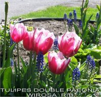 Tulipa paeonia wirosa - Tulipe