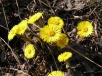 Photo de fleurs de tussilage - Tussilago farfare