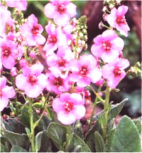 Verbascum - Photo de mol�ne