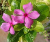 Pervenche de Madagascar - Vinca rosea