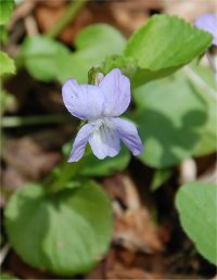 Photo de fleur de violette du Labrador - Viola labradorica