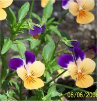 Viola tricolor - Photo de Pens�e sauvage