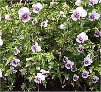 Viola wittrocklana - Photo de Pens�e