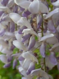 Photo de glycine - Wisteria sinensis