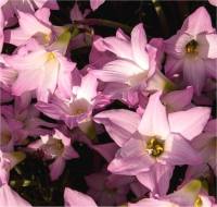 Photo de Lis z�phyr - Zephyranthes grandiflora