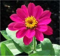 Zinnia angustifolia profusion cherry - Photo de Zinnia cerise