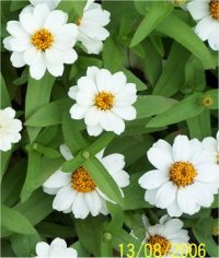 Zinnia angustifolia Snow Crystal - Photo de zinnias