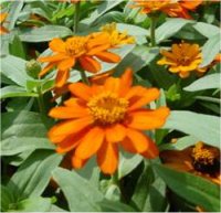 Zinnia profusion orange - Photos de fleurs zinnia