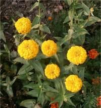Zinnia elegans
