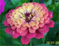 Zinnia hybride style Dahlia