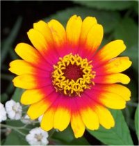 Zinnia hybride - Photo d'une zinnia hybride