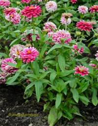 Zinnia du Maryland - Zinnia marylandica